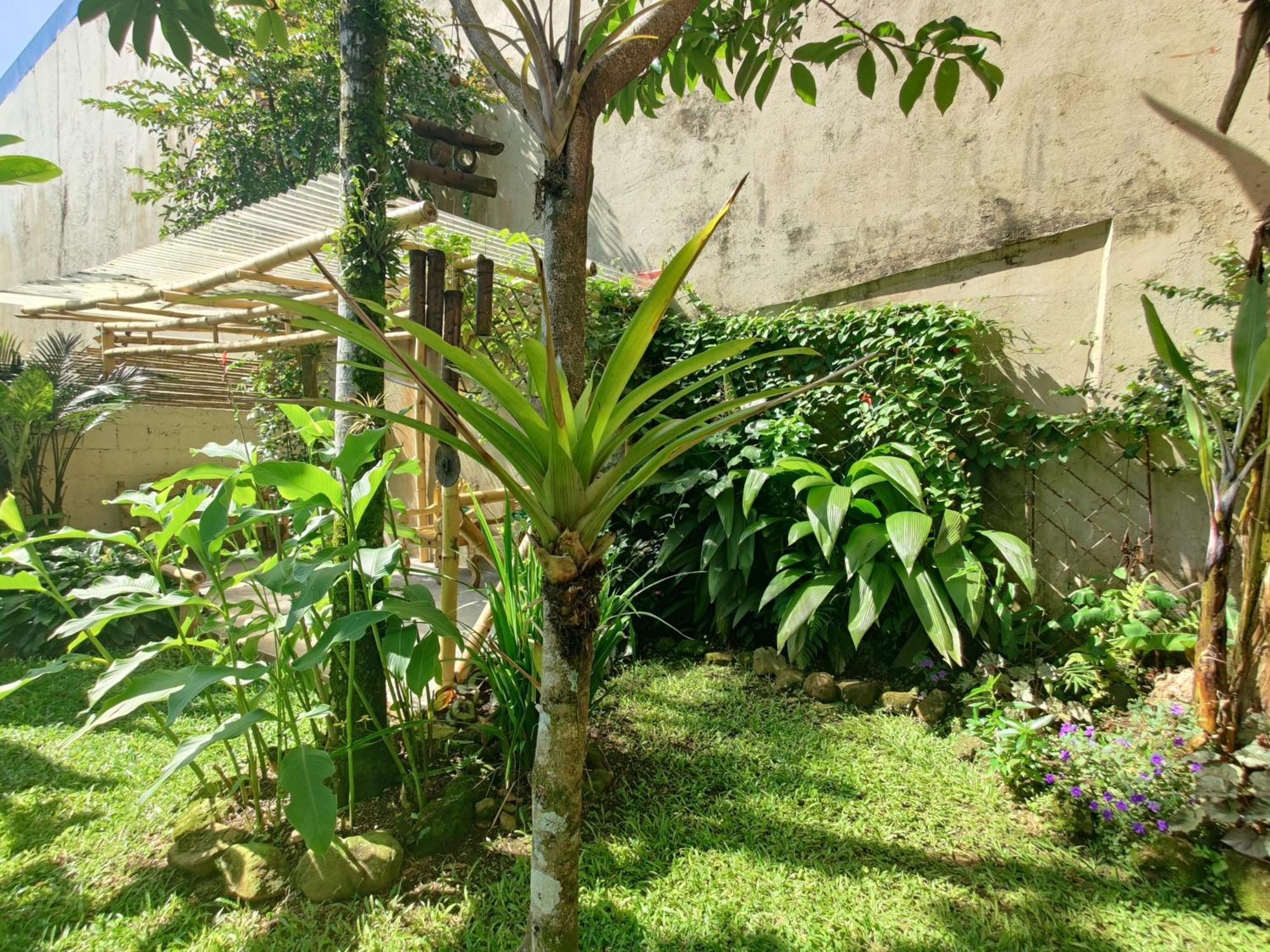 Casa De Lis Hotel & Tourist Info Centre Turrialba Exterior foto